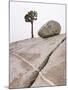 Lone Pine Tree and Boulder on Patterned Granite-Micha Pawlitzki-Mounted Photographic Print