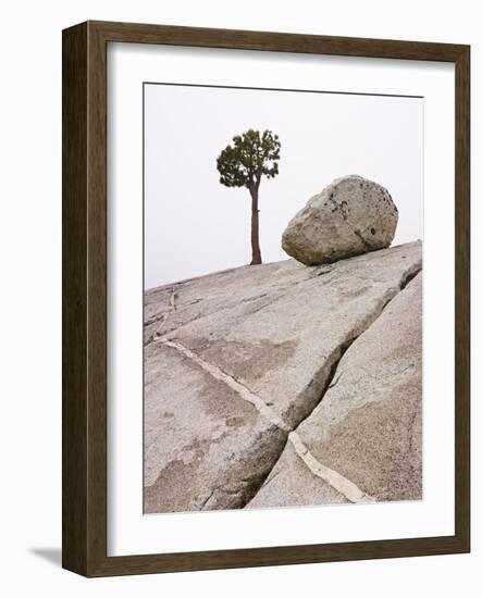 Lone Pine Tree and Boulder on Patterned Granite-Micha Pawlitzki-Framed Photographic Print