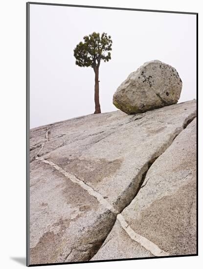 Lone Pine Tree and Boulder on Patterned Granite-Micha Pawlitzki-Mounted Photographic Print