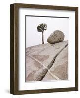 Lone Pine Tree and Boulder on Patterned Granite-Micha Pawlitzki-Framed Photographic Print