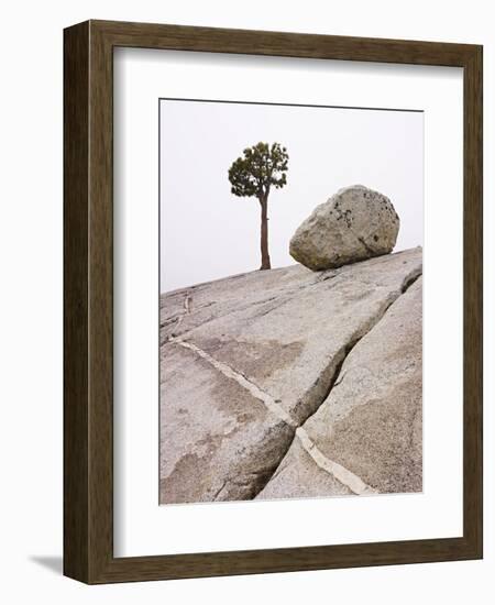 Lone Pine Tree and Boulder on Patterned Granite-Micha Pawlitzki-Framed Photographic Print