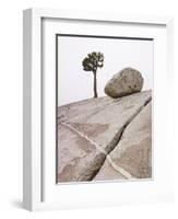 Lone Pine Tree and Boulder on Patterned Granite-Micha Pawlitzki-Framed Photographic Print