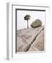 Lone Pine Tree and Boulder on Patterned Granite-Micha Pawlitzki-Framed Photographic Print