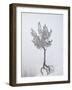 Lone Pine Tree at Sunrise Point Covered with Hoar Frost on a Foggy Morning-James Hager-Framed Photographic Print