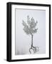 Lone Pine Tree at Sunrise Point Covered with Hoar Frost on a Foggy Morning-James Hager-Framed Photographic Print