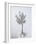 Lone Pine Tree at Sunrise Point Covered with Hoar Frost on a Foggy Morning-James Hager-Framed Photographic Print
