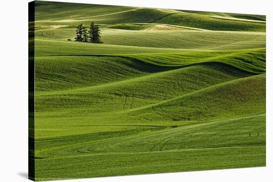 Lone pine trees among rolling hills of wheat, Palouse region of Eastern Washington State.-Adam Jones-Stretched Canvas