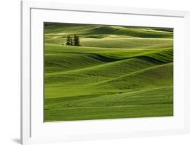 Lone pine trees among rolling hills of wheat, Palouse region of Eastern Washington State.-Adam Jones-Framed Photographic Print