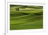 Lone pine trees among rolling hills of wheat, Palouse region of Eastern Washington State.-Adam Jones-Framed Photographic Print