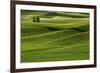 Lone pine trees among rolling hills of wheat, Palouse region of Eastern Washington State.-Adam Jones-Framed Photographic Print