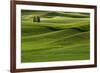 Lone pine trees among rolling hills of wheat, Palouse region of Eastern Washington State.-Adam Jones-Framed Photographic Print