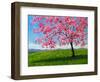 Lone Pink Blossom Tree-Patty Baker-Framed Art Print