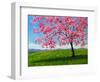 Lone Pink Blossom Tree-Patty Baker-Framed Art Print