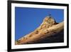 Lone Ponderosa Pine Atop a Sandstone Formation at First Light-James Hager-Framed Photographic Print