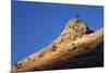 Lone Ponderosa Pine Atop a Sandstone Formation at First Light-James Hager-Mounted Photographic Print