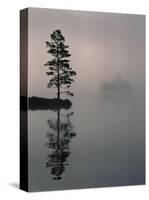 Lone Scots Pine, in Mist on Edge of Lake, Strathspey, Highland, Scotland, UK-Pete Cairns-Stretched Canvas