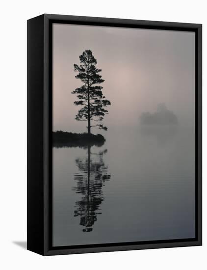 Lone Scots Pine, in Mist on Edge of Lake, Strathspey, Highland, Scotland, UK-Pete Cairns-Framed Stretched Canvas