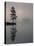 Lone Scots Pine, in Mist on Edge of Lake, Strathspey, Highland, Scotland, UK-Pete Cairns-Stretched Canvas