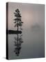 Lone Scots Pine, in Mist on Edge of Lake, Strathspey, Highland, Scotland, UK-Pete Cairns-Stretched Canvas