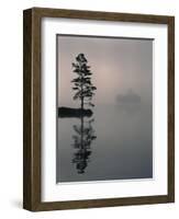 Lone Scots Pine, in Mist on Edge of Lake, Strathspey, Highland, Scotland, UK-Pete Cairns-Framed Premium Photographic Print