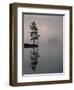 Lone Scots Pine, in Mist on Edge of Lake, Strathspey, Highland, Scotland, UK-Pete Cairns-Framed Premium Photographic Print