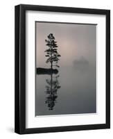 Lone Scots Pine, in Mist on Edge of Lake, Strathspey, Highland, Scotland, UK-Pete Cairns-Framed Premium Photographic Print