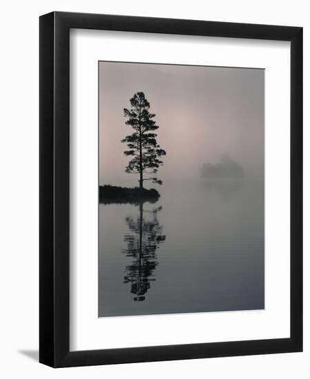 Lone Scots Pine, in Mist on Edge of Lake, Strathspey, Highland, Scotland, UK-Pete Cairns-Framed Premium Photographic Print