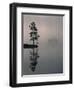 Lone Scots Pine, in Mist on Edge of Lake, Strathspey, Highland, Scotland, UK-Pete Cairns-Framed Premium Photographic Print