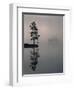 Lone Scots Pine, in Mist on Edge of Lake, Strathspey, Highland, Scotland, UK-Pete Cairns-Framed Premium Photographic Print