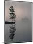 Lone Scots Pine, in Mist on Edge of Lake, Strathspey, Highland, Scotland, UK-Pete Cairns-Mounted Premium Photographic Print