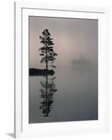 Lone Scots Pine, in Mist on Edge of Lake, Strathspey, Highland, Scotland, UK-Pete Cairns-Framed Photographic Print