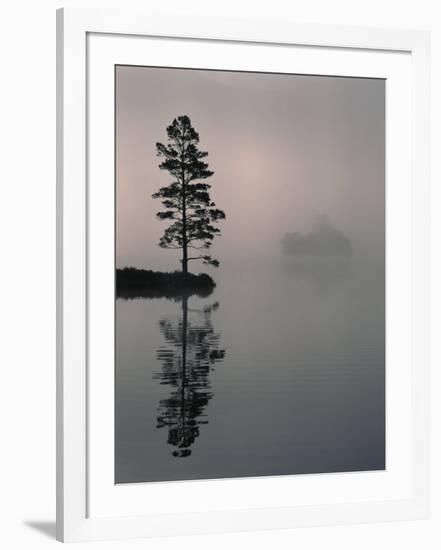 Lone Scots Pine, in Mist on Edge of Lake, Strathspey, Highland, Scotland, UK-Pete Cairns-Framed Photographic Print