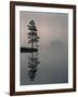 Lone Scots Pine, in Mist on Edge of Lake, Strathspey, Highland, Scotland, UK-Pete Cairns-Framed Photographic Print