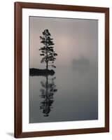 Lone Scots Pine, in Mist on Edge of Lake, Strathspey, Highland, Scotland, UK-Pete Cairns-Framed Photographic Print