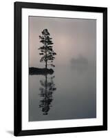 Lone Scots Pine, in Mist on Edge of Lake, Strathspey, Highland, Scotland, UK-Pete Cairns-Framed Photographic Print