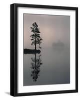 Lone Scots Pine, in Mist on Edge of Lake, Strathspey, Highland, Scotland, UK-Pete Cairns-Framed Photographic Print