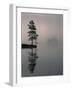 Lone Scots Pine, in Mist on Edge of Lake, Strathspey, Highland, Scotland, UK-Pete Cairns-Framed Photographic Print