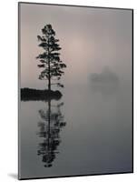 Lone Scots Pine, in Mist on Edge of Lake, Strathspey, Highland, Scotland, UK-Pete Cairns-Mounted Photographic Print