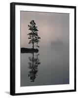 Lone Scots Pine, in Mist on Edge of Lake, Strathspey, Highland, Scotland, UK-Pete Cairns-Framed Photographic Print