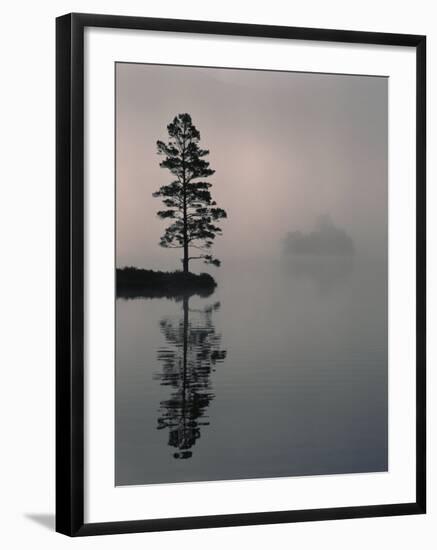 Lone Scots Pine, in Mist on Edge of Lake, Strathspey, Highland, Scotland, UK-Pete Cairns-Framed Photographic Print