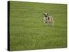 Lone Sheep in the Grass.-Arctic-Images-Stretched Canvas