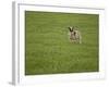 Lone Sheep in the Grass.-Arctic-Images-Framed Photographic Print