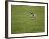 Lone Sheep in the Grass.-Arctic-Images-Framed Photographic Print