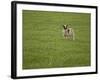 Lone Sheep in the Grass.-Arctic-Images-Framed Photographic Print