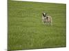 Lone Sheep in the Grass.-Arctic-Images-Mounted Photographic Print