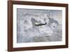 Lone Spitfire-Gerald Coulson-Framed Premium Giclee Print