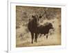 Lone Star Cows I-Jarman Fagalde-Framed Art Print