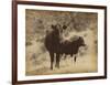 Lone Star Cows I-Jarman Fagalde-Framed Art Print