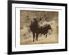 Lone Star Cows I-Jarman Fagalde-Framed Art Print