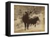 Lone Star Cows I-Jarman Fagalde-Framed Stretched Canvas